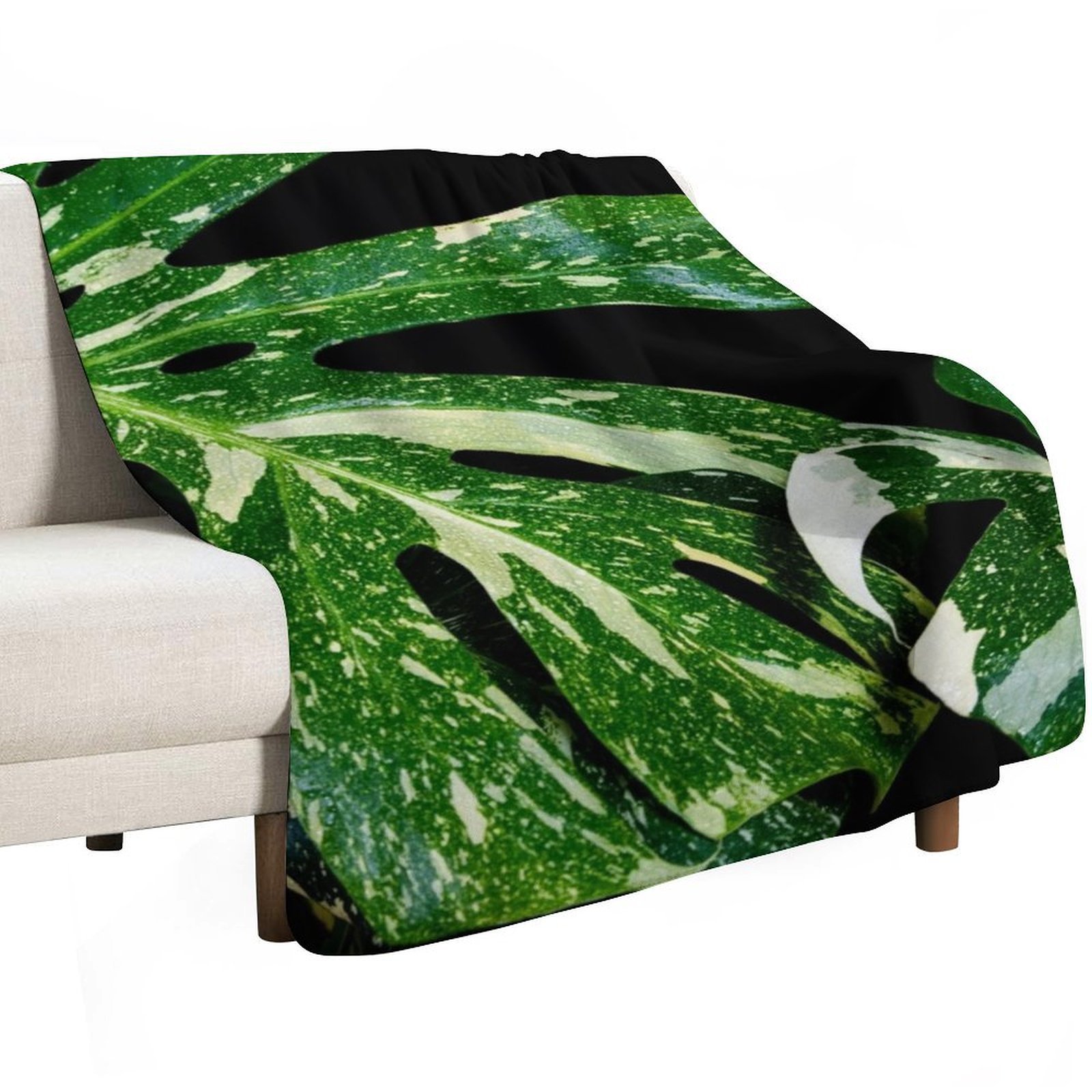 Monstera Thai Constellation Th - Monstera Thai Constellation ulasan dan harga
