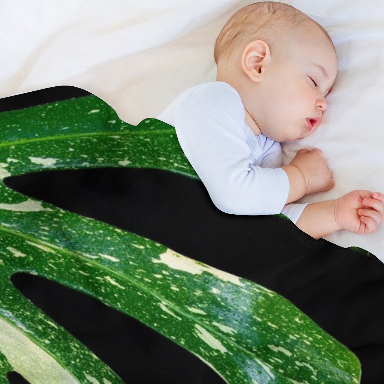 Monstera Thai Constellation Th - Monstera Thai Constellation ulasan dan harga