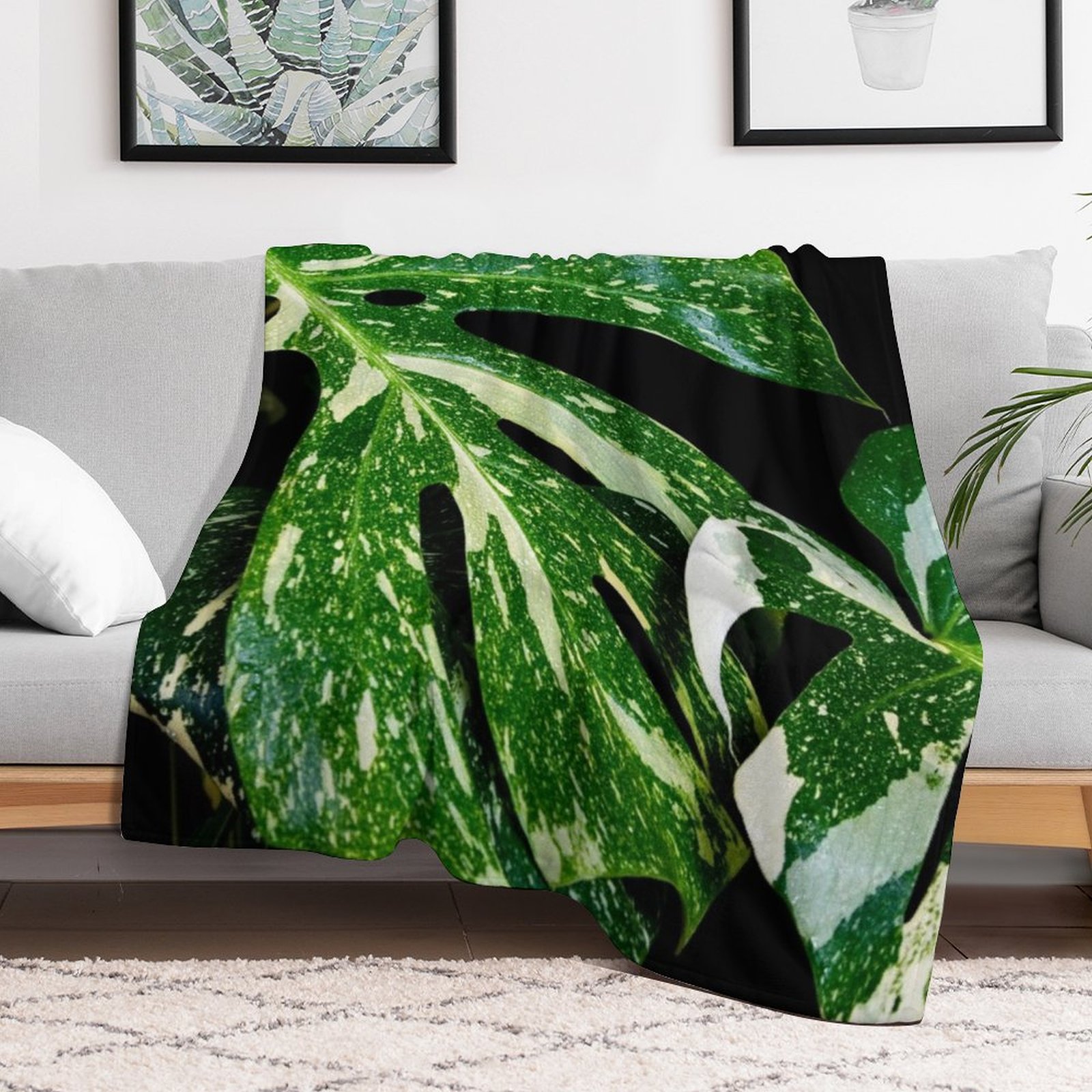 Monstera Thai Constellation Th - Monstera Thai Constellation ulasan dan harga